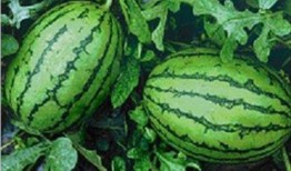 吃瓜网怒江百万网红,吃瓜网见证怒江直播新纪元